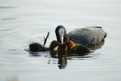 de eerste jonkies