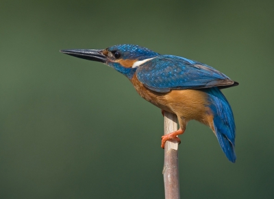 Vandaag mijn eerste foto geplaatst. Ben hier zelf wel blij mee
Canon EOS 350D met sigma 50/500mm
1/400 F7.1 op 500mm