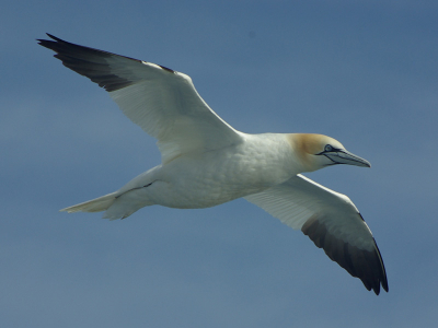 Mijn vader stuurde mij deze Gent van zijn vakantie adres. hij vroeg mij deze te uploaden. Genomen vanaf het achterdek van een veerboot. Uit de hand 500mm