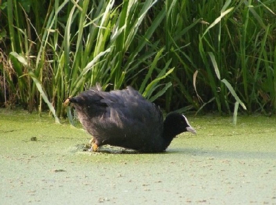 dit is mijn 1e foto op birdpix
met mijn nieuwe camera
deze meerkoet sprong precies omhoog en toen kon ik de foto maken. ik hoop dat jullie hem leuk vinden