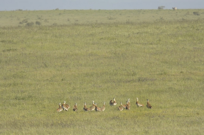 Tijdens het archiveren van de foto's van afgelopen voorjaar kwam ik deze plaat nog tegen. Een groep baltsende grote trappen in het typische Spaanse steppelandschap.

Nikon D2X, AF-S VR 200-400/4.0