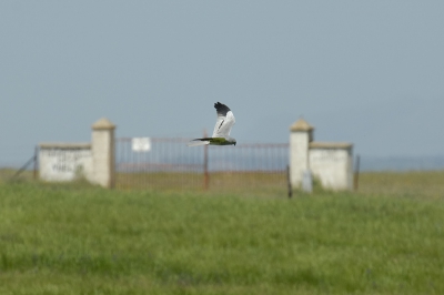 Nog eentje uit de serie vogels in het typische Spaanse landschap.

Nikon D2X, AF-S VR 200-400/4.0