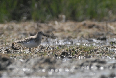 speciaal voor Arie,nog een foto van de strandloper