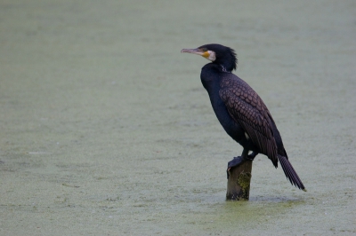 Deze Aalscholver zat rustig op een paaltje in het Rengerspark te Leeuwarden. Er was helaas niet veel licht meer dus moet overstappen op iso 800.

20D 100-400 @ 400  F7.1 1/200 ISO 800 uit de hand ( statief vergeten :( )