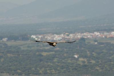 Nog maar een foto van een typische Extremadura soort in zijn element.

Nikon D2X, AF-S VR 200-400/4.0
