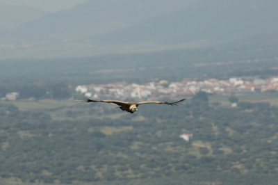 Nog maar een foto van een typische Extremadura soort in zijn element.

Nikon D2X, AF-S VR 200-400/4.0