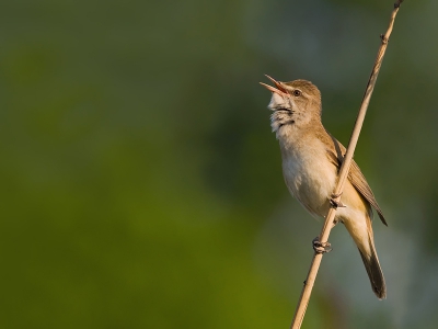 Een andere uitsnede van de grote karekiet, onder andere ingegeven door opmerkingen bij mijn eerder geplaatste versie. Met dank aan een behulpzame birdpixer.