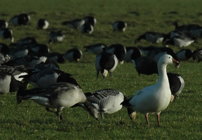 Naar aanleiding van de kleine discussie bij mijn Ross' Gans-foto hier even de hybride compleet. Ben benieuwd wat het oplevert...