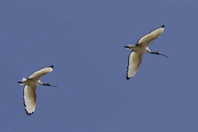 Vliegend vind ik ze op z'n mooist.

1/1500, F5,6
ISO 200
300 mm