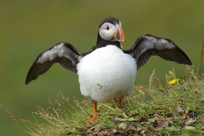 Nog een Papegaaiduiker uit IJsland.

Upgeload door mijn zoon in Nederland. Maar dan op mijn eigen account.