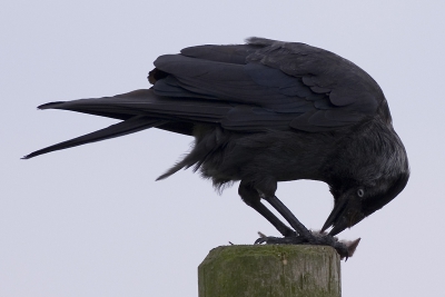 Op deze foto lijkt de kauw wel een roofvogel met een spitsmuis (welke?) als prooi. Canon 20D met 400mm/5.6 vanaf schouderstatief f5.6, ISO 400, 1/800 sec.  50% crop.