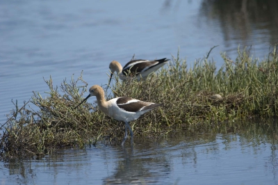 Op een rustige ochtend in het SF Estuary te Palo Alto, diverse Amerikaanse n Steltkluten. Waaonder dit paartje bij een nest met ei.
Nikon D70, Nikkor 300mm, t.c.1,4