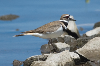 Tijdens picknick aan de Klamath river wandelde een Kildeerplevier voorbij.
Nikon D70, Nikkor 300mm, t.c. 1,4