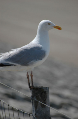 nikon D70s, 70-300vr