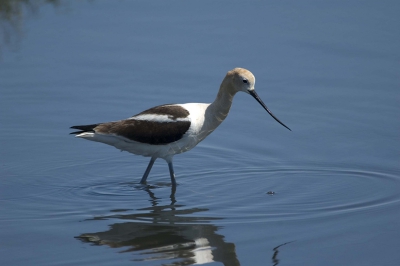 Palo Alto, S.F, Estuary. Vrij toegankelijk moerasgebied. Zeer veel vogels w.o. deze Amerikaanse Kluut.
Nikon D70, Nikkor 300 mm, t.c.1,4