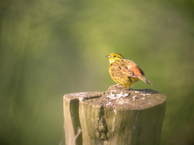 Gemaakt 's morgens vroeg tijdens mijn voorjaarsvakantie.
Mijn foto's maak ik zonder fotografische kennis met een
Leica 77 apo televid in combinatie met een Nikon Coolpix 4500.
Mijn voornaamste doel is vastleggen wat ik zo al tegenkom.