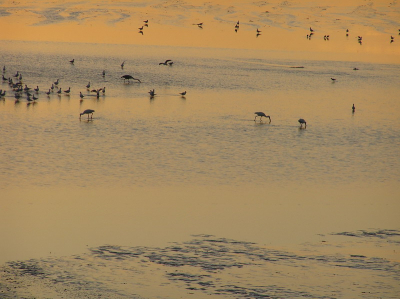 Gisteren op de dijk 2 km ten zuiden van Harlingen vielen me deze lepelaars op. Die achterste is overigens een reiger, waarvan er zeker wel meer dan 100 zaten. Ook nog groepjes van 12 lepelaars gefotografeerd, maar ik vond deze compositie wat beter.