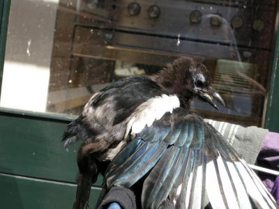 magpie sunbathing on mij wash-dryer.