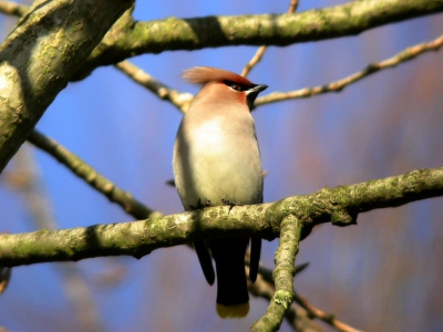 <i class='fa fa-user'></i> dylan | Pestvogel  <i class='fa fa-eye'> 386</i>   <i class='fa fa-comment-o'> 0</i>