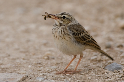 Young bird.