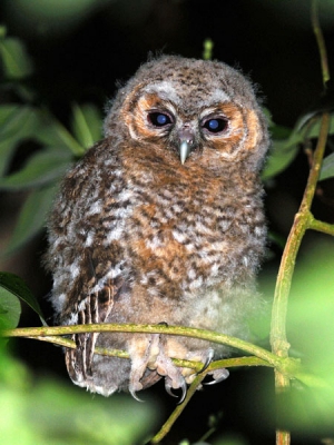 Deze 'blue eyes' was toen 4 dagen uit de kast. Zijn klauwen als takkeling zijn al indrukwekkend. Nu, 3 maanden later, nog iedere nacht voor het slaapkamerraam met zijn bedelroep te horen. Ingebouwde flits, Nikkor 300mm f4.0, Nikon D200.