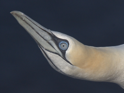 Ik ben met Ruud naar Helgoland geweest en heb er een mooie serie kunnen maken, dit is er 1 van.