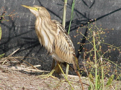 That was my first sighting and direct a nice pic.