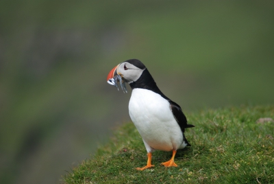 Nikon D80, Nikkor 70-300 ED (300mm, f5,6)