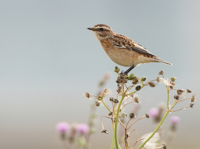 Een leuke verrassing was dit Paapje dat we nog niet eerder zagen op deze plek. Hij bestreek een heel groot gebied en verdween zelfs een keer de geluidswal over naar de snelweg. Met wat geduld lukte het om een hele serie van deze vogel te maken.