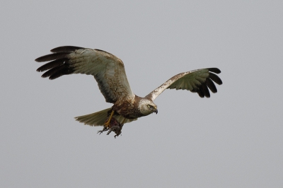 dagenlang gespot aan de mokbaai op texel om kiekendieven te fotograferen; fantastische acrobaten zijn het en volg met je camera deze taferelen maar eens. De kick om ze te vangen op het goede moment is onvergetelijk.
Met de 500 mm zonder converter gaf het beste resultaat.
Een kortere gestabiliseerde lens kan ook mogelijkheden bieden om tot mooie resultaten te komen.