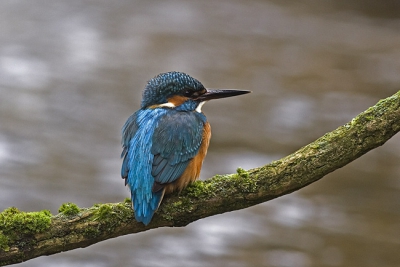 Ik weet het er staan veel ijsvogel op BP maar mijn 1e foto op BP is toch ook een ijsvogel.Ben benieuwd wat jullie er van vinden.