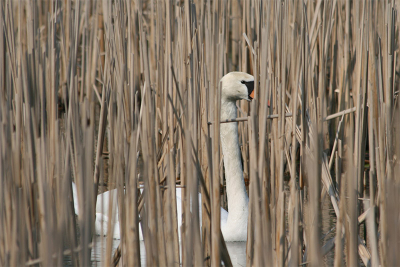 Deze zwaan hielt mij steeds in de gaten, komt vast omdat 100 meter verder op hun nest was. 300 mm