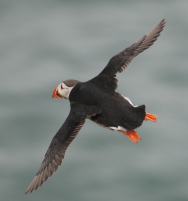 Nikon D80, Nikkor 70-300 ED, 300mm f5,6