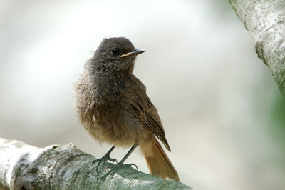 Deze juveniele zwarte roodstaart verscheen plotseling. Ondanks de moeilijke omstandigheden (deels in schaduw en tegenlicht) toch geen onaardig beeld. Iets gecropt tbv compositie.