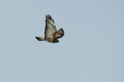 De buizerd werd achtervolgd door een kraai
