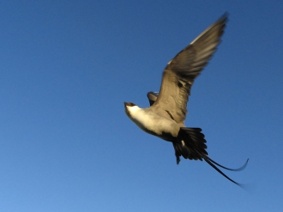 Heb sinds kort een camera en heb naar hartelust kunnen oefenen op de Siberische toendra. Over het algemeen ben ik best tevreden ondanks het feit dat ik geen spiegelreflexcamera heb.
Deze foto is gemaakt rond 3 uur 's nachts met de zon op zo'n beetje haar laagste stand.

Marc