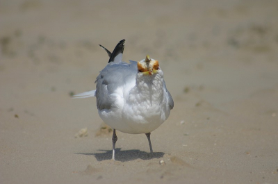 Het is droog brood, dus ja..duurt ff