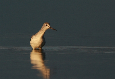 Om 7:00 in het vroege ochtend zonnetje vanaf 1pootstatief,
iso 200 f6.3 1/500 -2/3st 700mm.