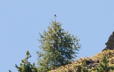 Deze vogel kwam ik tegen op een bergwandeling op + 2000m in Zwitserland   . Ik weet niet of het ook maar mogelijk is om hier een vogelsoort in te herkennen...
Ikzelf weet het absoluut niet maar ik denk dat dit vrij zeker een klauwier is, en meer bepaald een klapekster (hoewel die blijkbaar in de zomer niet voorkomt in de Alpen) of een roodkopklauwier. Ik had geen telescoop bij, vermits die nogel lastig is op een bergwandeling. Heb hem spijtig genoeg niet zien wegvliegen omdat ik ff afgeleid was door een roepende notenkraker. Ik hoop dat iemand hem kan determineren, maar denk dat deze onmogelijk op soort tze brengen is.
Groetjes Jarno
