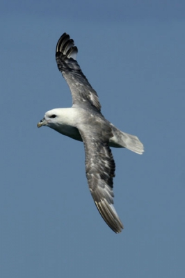 Tijdens de palagic naar het Friese Front kwamen deze noordse stormvogels erg dichtbij en waren leuk te fotograferen