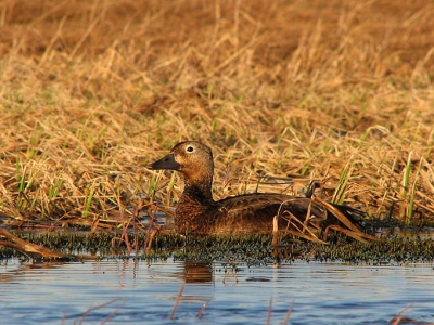 Wederom gemaakt met Canon S3 IS compact camera, rond een uur of twee 's nachts met erg laag licht. 
Vogels lieten zich goed benaderen maar vond alleen dit vrouwtje enigzins birdpix waardig. Heb ook nog wel een aardige foto van een man en een vrouw maar wacht eerst even commentaren af want misschien voldoet dit al wel niet aan de eisen. ;)

Marc