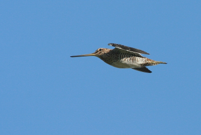 en omdat sinds de komst van de euro, de snip een beetje op een zijspoor is beland (hoewel dat was een houtsnip) nog maar 1.
Eindelijk 1 die redelijk goed gelukt.
iso 250 1/1250 F7.1 +2/3st 700mm uit de hand