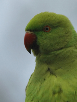 Een vriend van mij is helemaal gek van parkieten en papegaaien, en vroeg mij eens mee te gaan naar het Vondelpark in Amsterdam. Hij was er nog nooit geweest, moest toevallig in A'dam wezen en was dus erg nieuwsgierig naar 'onze' parkieten. Oke, het blijven exoten, faunavervuiling, maar als ze doen het zo goed op de foto.

Nikon D-70, 500mm, F6.3, 1/500.