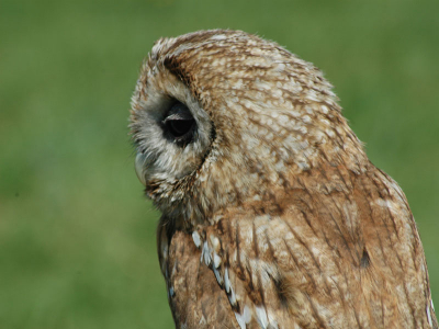 een trotse uil in het gras die zich gewillig liet fotograferen. Tijdens een wandeling kwam ik hem tegen, ik ben niet iemand die van lang posten houdt. wel weet ik zeker dat ik hier vaker ga wandelen :-)