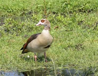 Deze gans was doodgemoedereerd aan de rand van een woonwijk aan het foerageren.