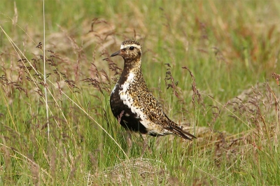 This Golden Plover was met during a hiking tour in its natural summer habitat in Iceland.
