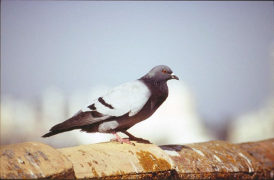 gescant van uit een dia

wilde rotsduif is de stamvader van alle nederlandse duivenrassen.
ook wel de stadduif genoemt.