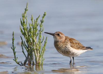 Behalve Huismussen en Kokmeeuwen waren er ook nog wat steltlopers aanwezig op het wad. Helaas bleef vrijwel alles ver weg,  maar toch zijn er wel een aantal foto's goed uit de verf gekomen.