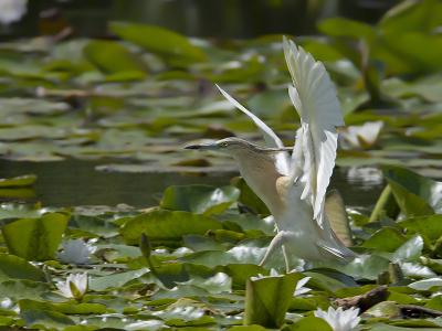 Vind deze zelf wel apart zo met die vleugels.
Jammer dat de achtergrond een beetje druk is met al die leliebladeren.
500mm + 1,4 converter, F13, 1/500sec, 500ISO, -2/3 stop vanaf statief