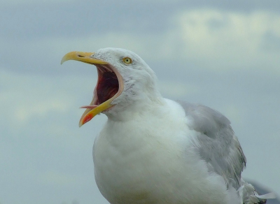 Met jaco naar ijmuiden geweest. na niet zo lekker weer 's ochtends klaarde het 's middags al weer op zodat we toch nog lekker foto's konden maken. Het was echt een super leuke dag.